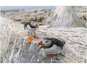 Puffins in Maine  (520 or 1014 Piece)