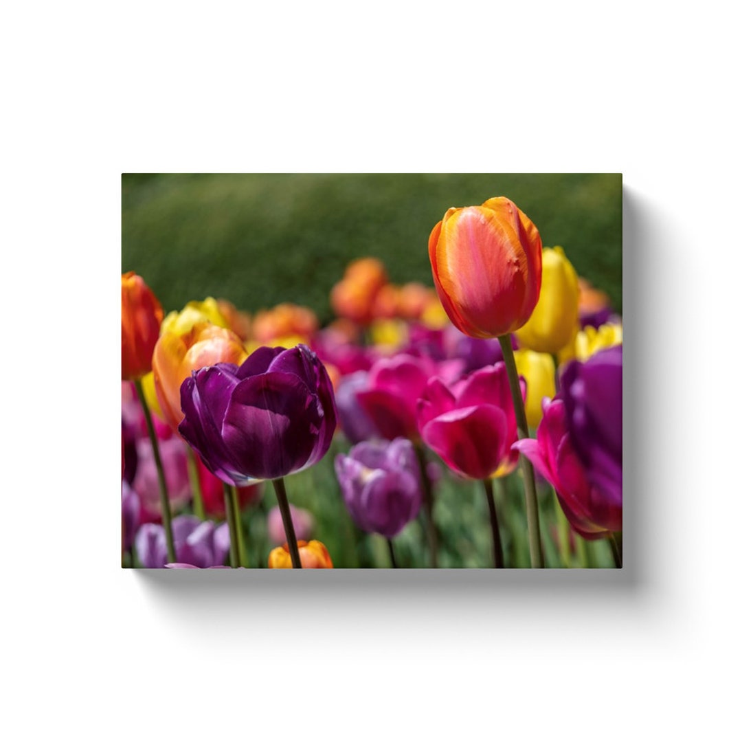 Tulip Field Canvas Wrap: Colorful Floral Wall Art - Etsy