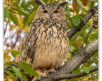 Flaco the Owl Magnet | Central Park Eurasian Eagle-Owl