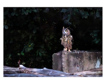 Flaco the Central Park Owl Table for One Series Greeting Card | Set of 1 | Set of 5 | Set of 10 | Set of 25