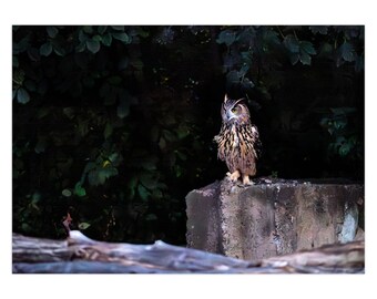 Flaco the Central Park Owl Table for One Series Greeting Card | Set of 1 | Set of 5 | Set of 10 | Set of 25