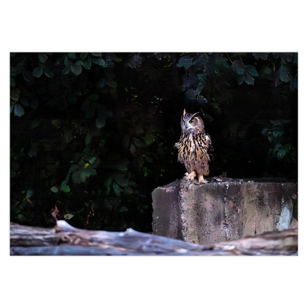 Flaco the Central Park Owl Table for One Series Greeting Card | Set of 1 | Set of 5 | Set of 10 | Set of 25