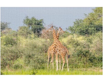 Safari Jigsaw Puzzle: Giraffe Couple with Crossed Necks  (520 or 1014 Piece)