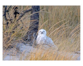 Snowy Owl on the Beach Greeting Card | Set of 1 | Set of 5 | Set of 10 | Set of 25