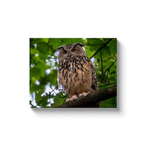 Flaco the Central Park Eurasian Eagle Owl | Fine Art Canvas Wrap Wall Art | Owl Lover Gift | home decor