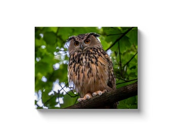 Flaco the Central Park Eurasian Eagle Owl | Fine Art Canvas Wrap Wall Art | Owl Lover Gift | home decor