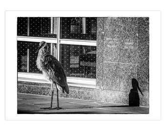 Great Blue Heron 'A La' Hitchcock Greeting Card | Set of 1 | Set of 5 | Set of 10 | Set of 25