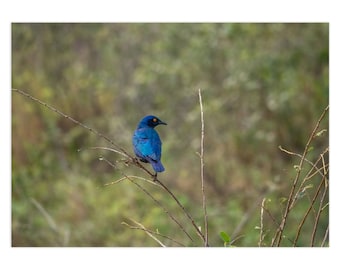 Cape Starling Note Card | Bird | Safari photograph | Greeting Card | Card for nature lover | Africa | African Safari | Big Five