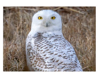 Snowy Owl in Brooklyn | Greeting Card | Set of 1 | Set of 5 | Set of 10 | Set of 25