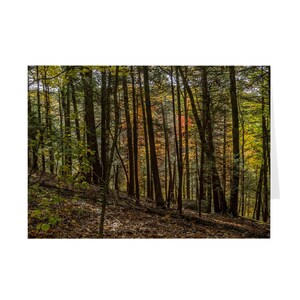 Sentiero nel bosco in autunno Biglietto per appunti / Fotografia con colori autunnali / Biglietto d'auguri / Biglietto per escursionista / Pensando a te / Grazie