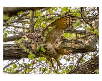 Flaco the Owl Greeting Card | Central Park Eurasian Eagle-Owl Note Cards