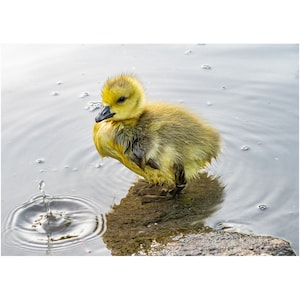 Baby Gosling Foto print-Central Park South Pond afbeelding 1