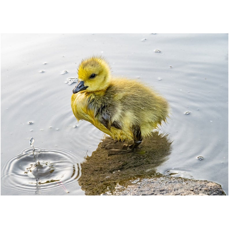 Baby Gosling Foto print-Central Park South Pond afbeelding 1