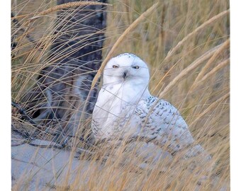 Snowy Owl Magnets | Metal Magnet | Owl | Holiday Gift