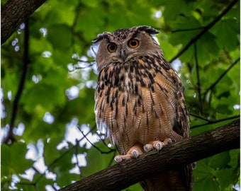 Flaco the Owl Art Print: Eurasian Eagle-Owl, Central Park Metal Print
