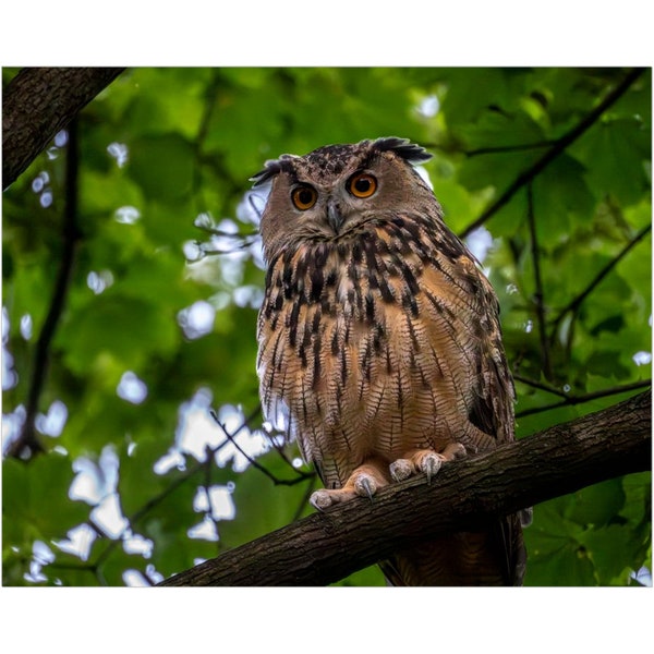 Flaco the Owl | Escaped Eurasian Eagle-Owl | Central Park Owl | Metal Print | Art Print