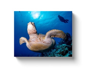 Sea Turtle at Tent Wall – Underwater Photo-Fine Art Canvas Wrap Wall Art | Saba scuba diving | home decor | Blue | Gift for scuba diver