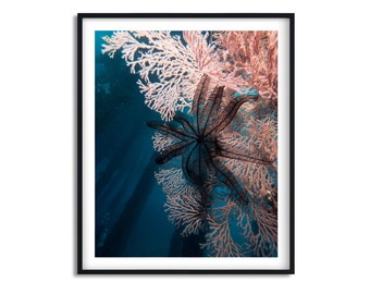 Crinoid and coral underwater photo | Framed art print | 8x10 | 11 x14 | 16x20 | 20 x30| Home Decor | Beach house decor | Pink | Blue | Black