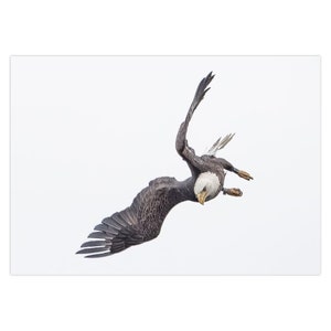 American Bald Eagle | Greeting Card | Central PArk Eagle | Friendship card |  | Set of 1 | Set of 5 | Set of 10 | Set of 25