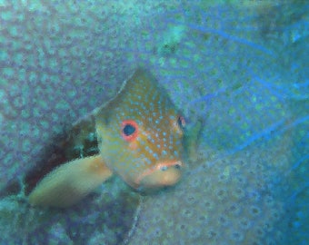 Peekaboo tarjeta de pescado | Buceo submarino arte | Tarjeta de felicitación | Tarjeta colorida de pescado | Tarjeta de nota bajo el agua | Tarjeta para buzo