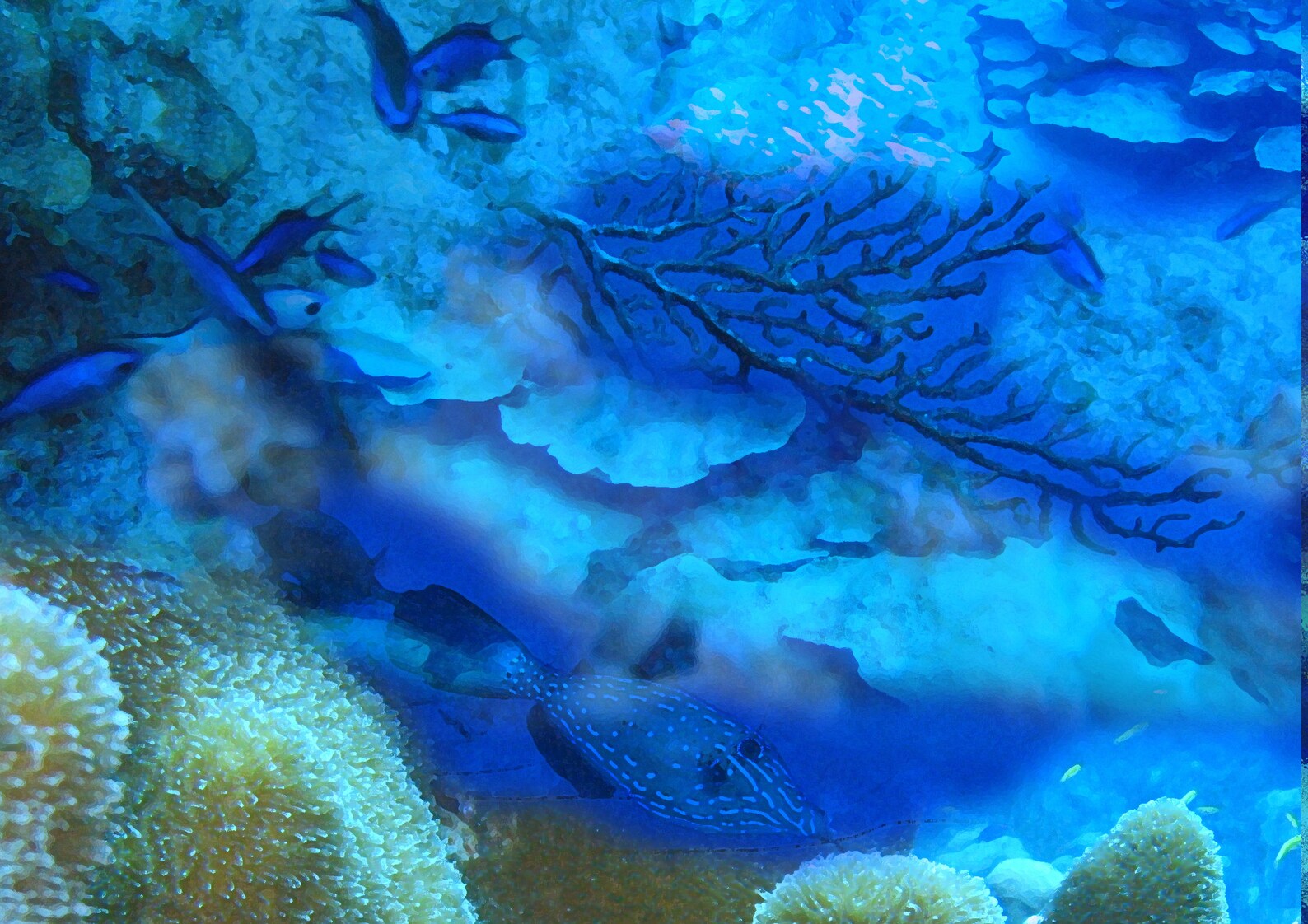 Undersea Greeting Card Blank Note Card card for Scuba Diver Ocean Reef