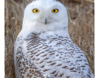 Snowy Owl in Brooklyn Metal Magnet | Bird Photography Gift