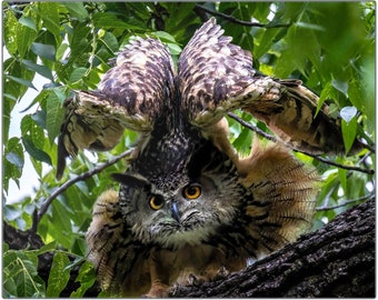 Flaco the Owl Art Print: Eurasian Eagle-Owl, Central Park Metal Print