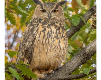 Flaco the Owl Metal Magnet | Central Park Eurasian Eagle-Owl