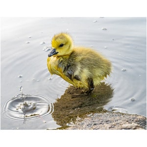 Baby Gosling Foto print-Central Park South Pond afbeelding 2