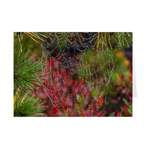 Spider Web Dew Drop Greeting Card: Lake Minnewaska Photo