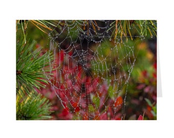 Spider Web with Water Droplets Greeting Card | Set of 1 | Set of 5 | Set of 10 | Set of 25