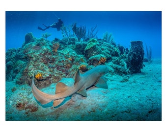 Carte de correspondance de requin nourrice | photographie sous-marine | de voeux | Carte pour plongeur | salutation sous-marine | Merci