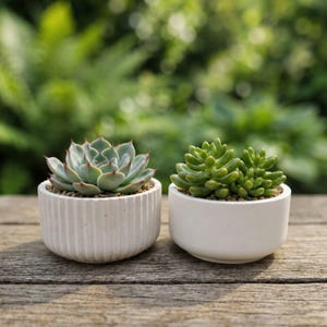May include: Two small succulent plants in white pots. The left pot has a ribbed texture and contains a pale green rosette succulent with reddish tips. The right pot is smooth and holds a cluster of bright green, rounded, jelly-bean-like succulents.