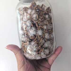 May include: A glass jar containing brown grains and white mycelium. The jar is held in a hand. The jar has a metal lid. The background is white.