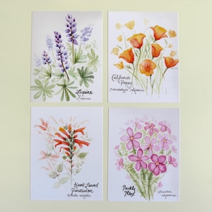 Fleurs indigènes de Californie, ensemble de cartes postales, ensemble de papeterie, estampes aquarelles originales, cadeau pour voyageur,