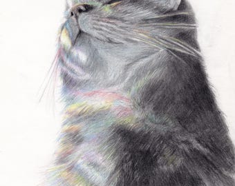 Original Cat Portrait Drawing, Realistic Graphite Colored Pencil Pet Art