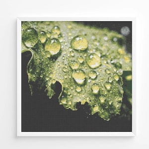 May include: A framed close-up of a green leaf with water droplets. The leaf has a textured surface and a jagged edge. The clear water droplets reflect light, creating a glistening effect. The background is dark.