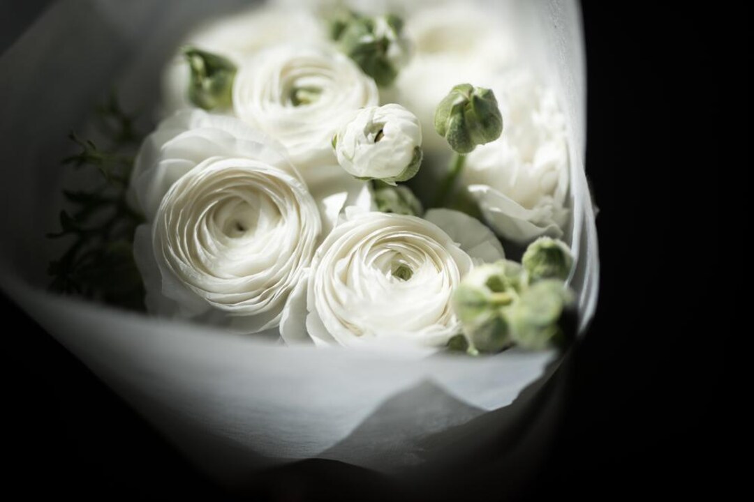 Fresh Cut Flowers -white Ranunculus X 60 Stems - Etsy