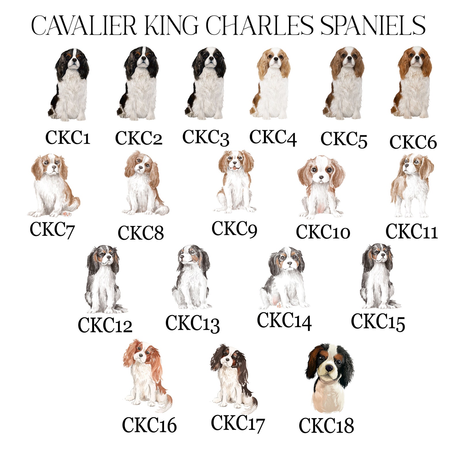 Cavalier Color Chart
