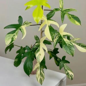 Variegated Philodendron Florida Beauty, Rooted Live Plant