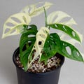 Monstera Adansonii Halfmoon Albo Variegated Rooted One Leaf  Node Cutting Indoor Outdoor Gardening product logo