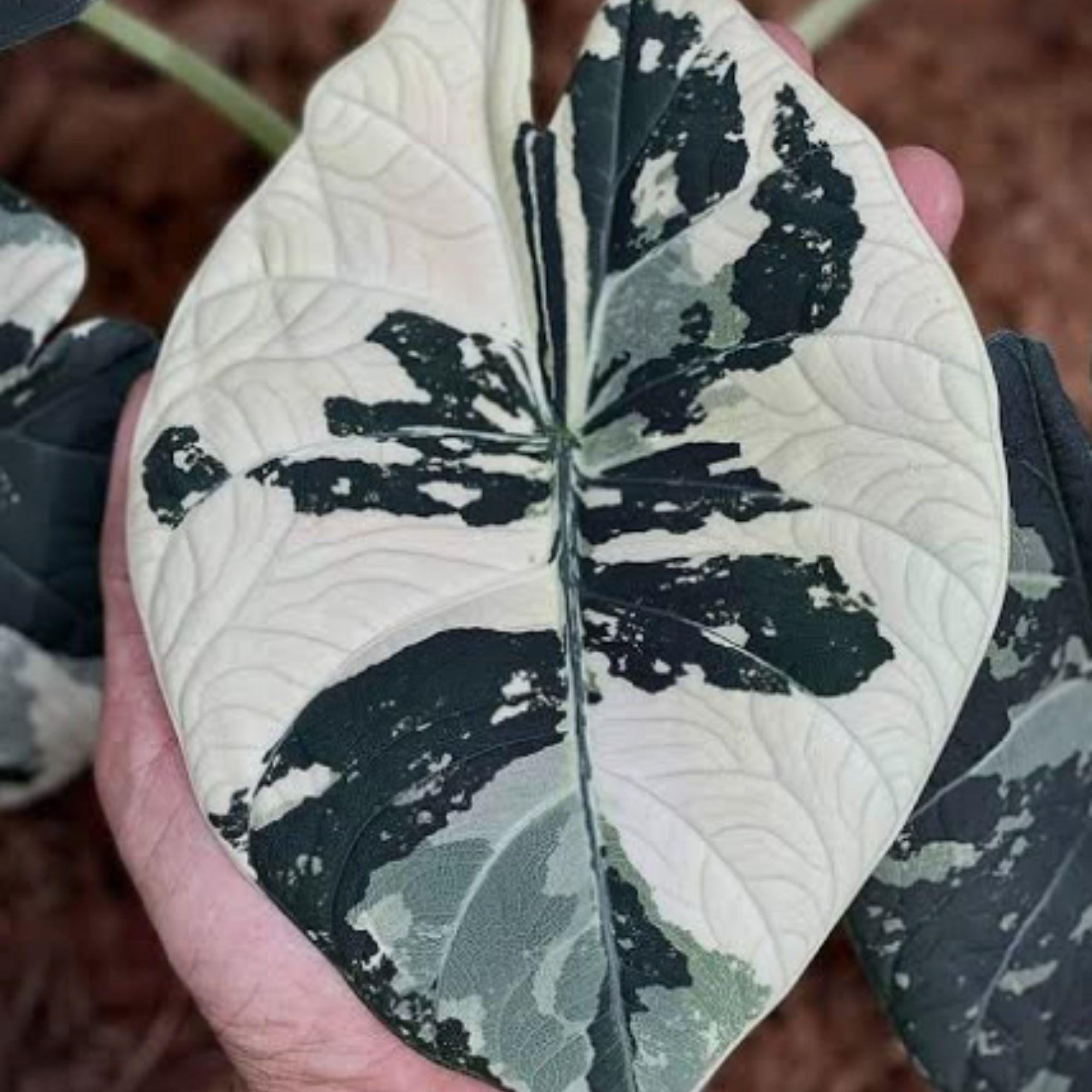 Variegated alocasia maharani - Etsy 日本