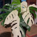 Rare Variegated Monstera Deliciosa Luxury Houseplant Half-Moon (Albo) Rooted Cutting plants product logo