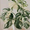 Monstera Albo Variegata | Rare Half Moon Indoor Houseplant  | Highly Variegated  Rooted  Dream White Tiger product logo