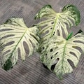 Rare Monstera Devil Monster Exact Cutting Live Highly Variegated Rooted Node Cutting Free Variegation product logo