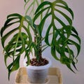Monstera Burle Marx Flame Starter Plant |rare unique flame-shaped leaves, indoor Home decor plant product logo