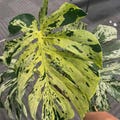 Rare Tropical Monstera Bulbasaur Deliciosa | Rare Variegated Live Rooted Cutting Houseplant product logo