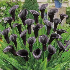 Black Star Calla Lily Bulbs – Deep Purple Holland Bulb oudoor live plants