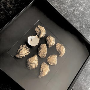 May include: A black framed display featuring several gold-coloured oyster shells. One shell is open, revealing a white interior. The shells are arranged on a black surface, creating a striking contrast.