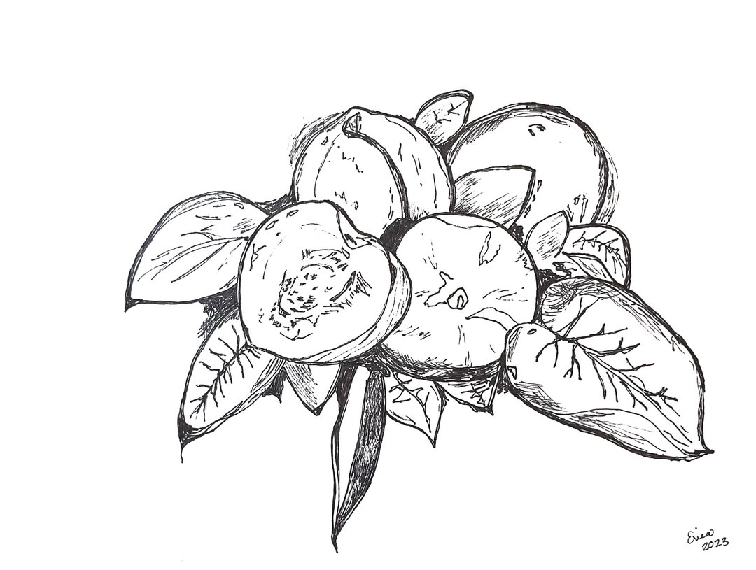 Peach Peach Art Black and White Art Fruit Drawings Etsy